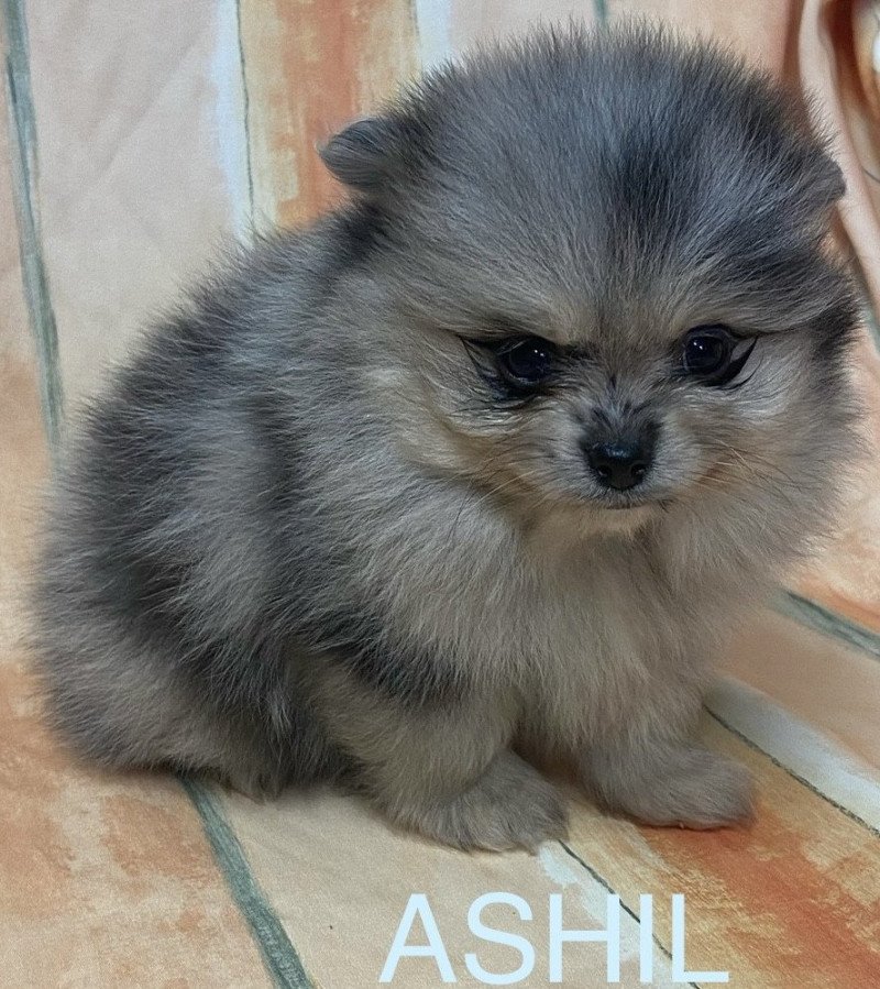ASHIL spitz Mâle Spitz allemand