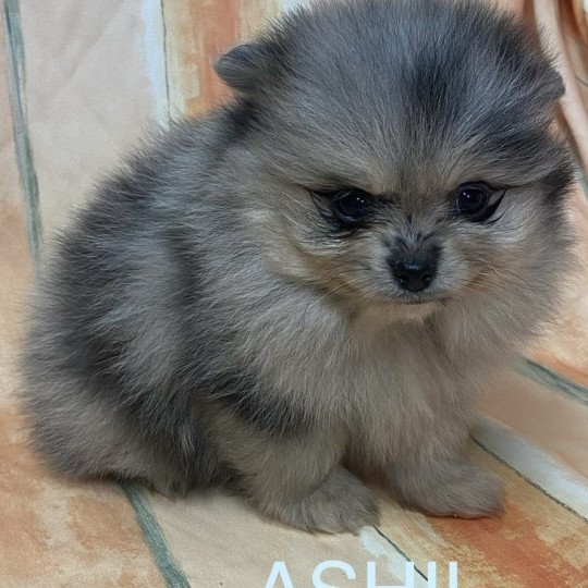 chiot Spitz allemand ASHIL spitz à réserver Domaine de la Chantelaie