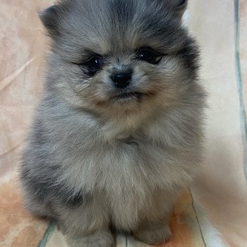 chiot Spitz allemand ASHIL spitz à réserver Domaine de la Chantelaie