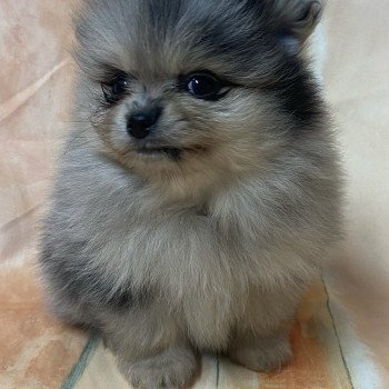 chiot Spitz allemand ASHIL spitz à réserver Domaine de la Chantelaie