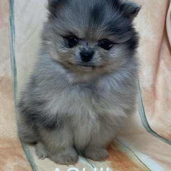 chiot Spitz allemand ASHIL spitz à réserver Domaine de la Chantelaie