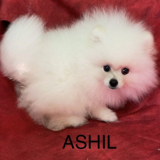 chiot Spitz allemand ASHIL spitz  poméranien Domaine de la Chantelaie