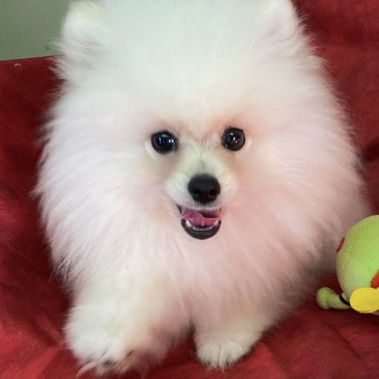 chiot Spitz allemand ASHIL spitz  poméranien Domaine de la Chantelaie