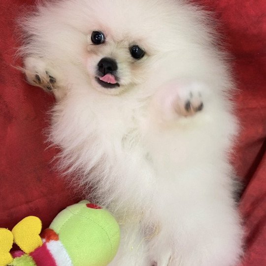 chiot Spitz allemand ASHIL spitz  poméranien Domaine de la Chantelaie