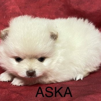 chiot Spitz allemand ASKA spitz à réserver Domaine de la Chantelaie