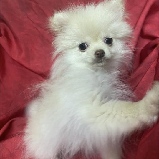 chiot Spitz allemand ASKA spitz extra naine Domaine de la Chantelaie