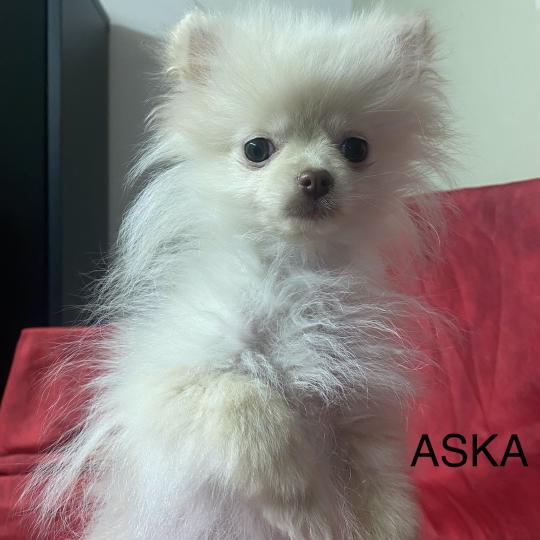 chiot Spitz allemand ASKA spitz extra naine Domaine de la Chantelaie