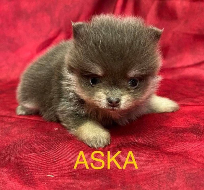 ASKA Spitz RÉSERVÉE Femelle Spitz allemand