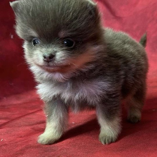 chiot Spitz allemand ASKA Spitz à réserver Domaine de la Chantelaie