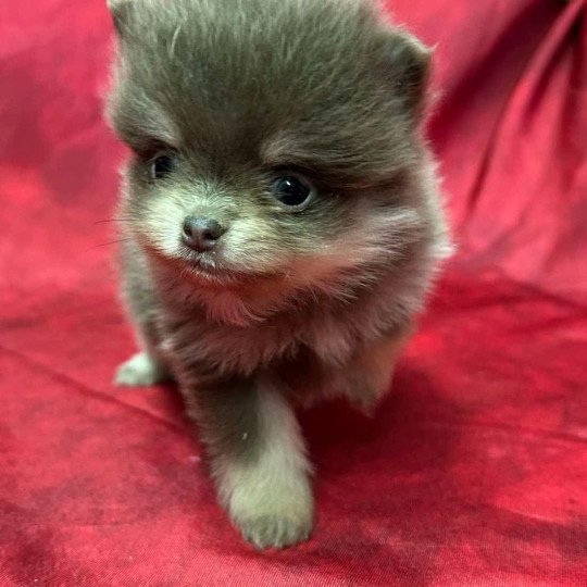 chiot Spitz allemand ASKA Spitz à réserver Domaine de la Chantelaie