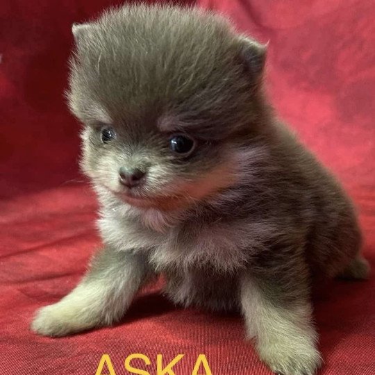 chiot Spitz allemand ASKA Spitz à réserver Domaine de la Chantelaie