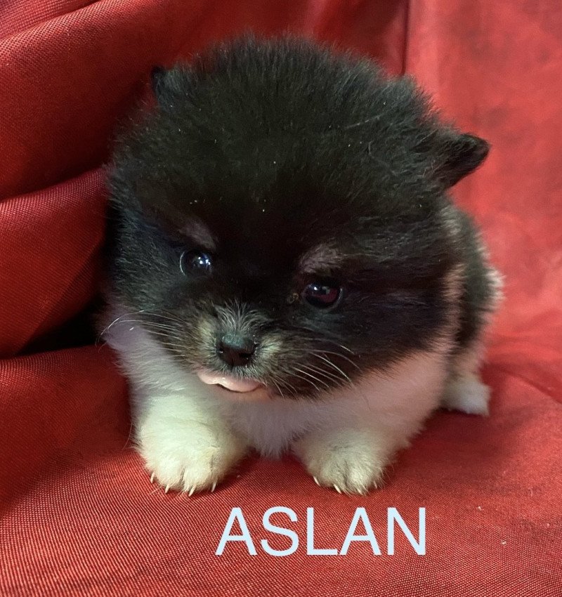 ASLAN spitz à réserver Mâle Spitz allemand ASLAN spitz à réserver Mâle Spitz allemand