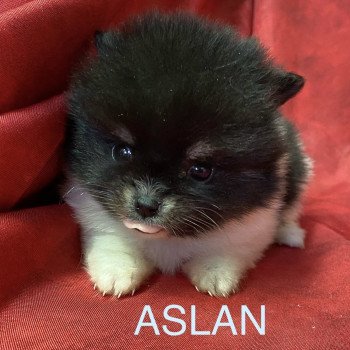 chiot Spitz allemand ASLAN spitz à réserver Domaine de la Chantelaie chiot Spitz allemand ASLAN spitz à réserver Domaine de la Chantelaie