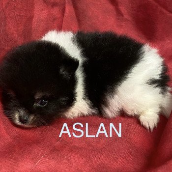 chiot Spitz allemand ASLAN spitz à réserver Domaine de la Chantelaie chiot Spitz allemand ASLAN spitz à réserver Domaine de la Chantelaie