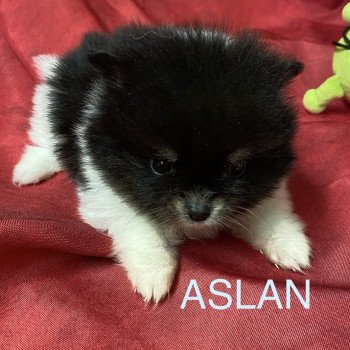 chiot Spitz allemand ASLAN spitz à réserver Domaine de la Chantelaie chiot Spitz allemand ASLAN spitz à réserver Domaine de la Chantelaie
