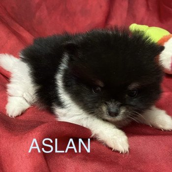 chiot Spitz allemand ASLAN spitz à réserver Domaine de la Chantelaie chiot Spitz allemand ASLAN spitz à réserver Domaine de la Chantelaie