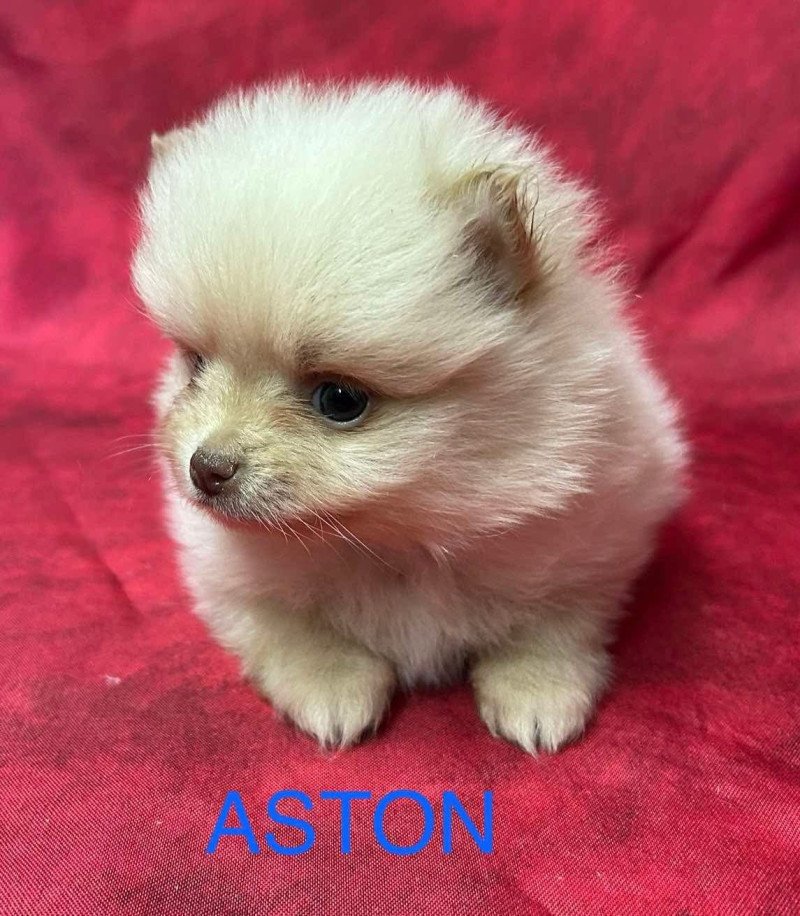 ASTON Spitz Nain à réserver Mâle Spitz allemand