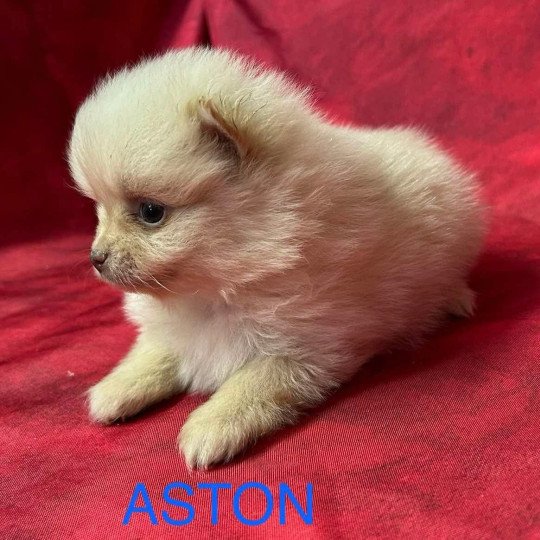 chiot Spitz allemand ASTON Spitz à réserver Domaine de la Chantelaie