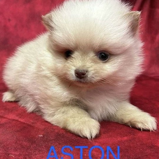 chiot Spitz allemand ASTON Spitz à réserver Domaine de la Chantelaie