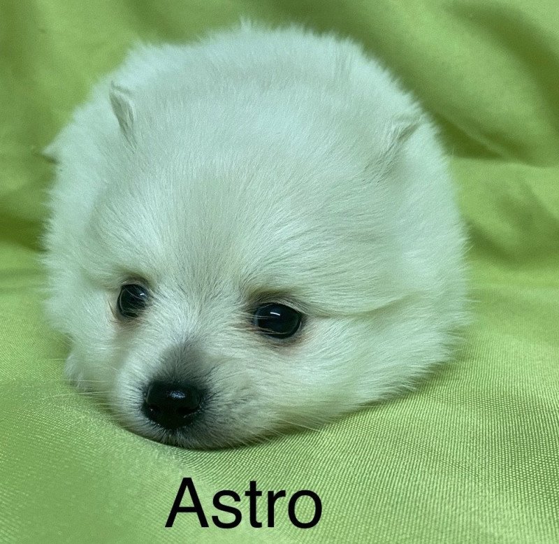 ASTRO spitz à réserver Mâle Spitz allemand