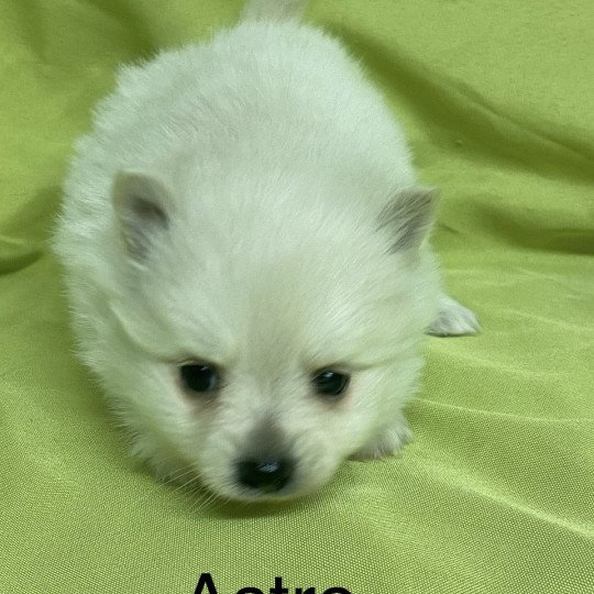 chiot Spitz allemand ASTRO spitz à réserver Domaine de la Chantelaie