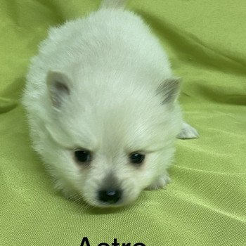 chiot Spitz allemand ASTRO spitz à réserver Domaine de la Chantelaie