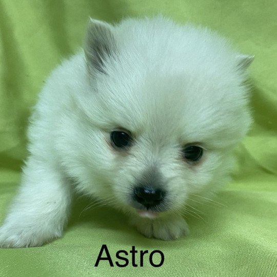 chiot Spitz allemand ASTRO spitz à réserver Domaine de la Chantelaie