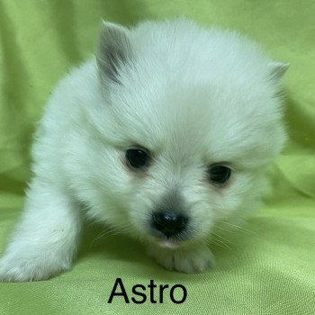 chiot Spitz allemand ASTRO spitz à réserver Domaine de la Chantelaie