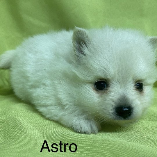 chiot Spitz allemand ASTRO spitz à réserver Domaine de la Chantelaie