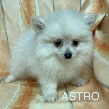 chiot Spitz allemand Blanc ASTRO spitz Domaine de la Chantelaie