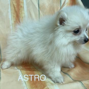 chiot Spitz allemand Blanc ASTRO spitz Domaine de la Chantelaie