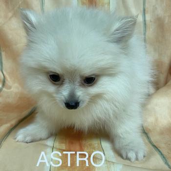 chiot Spitz allemand Blanc ASTRO spitz Domaine de la Chantelaie