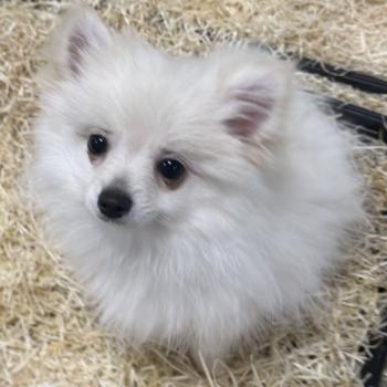 chiot Spitz allemand Blanc ASTRO spitz Domaine de la Chantelaie