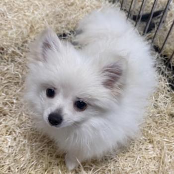 chiot Spitz allemand Blanc ASTRO spitz Domaine de la Chantelaie