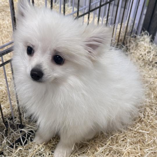 chiot Spitz allemand Blanc ASTRO spitz Domaine de la Chantelaie