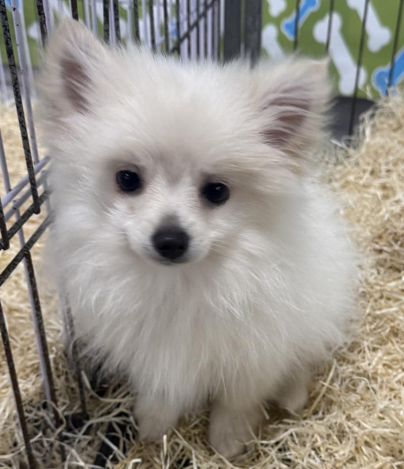 ASTRO spitz nain disponible Mâle Spitz allemand