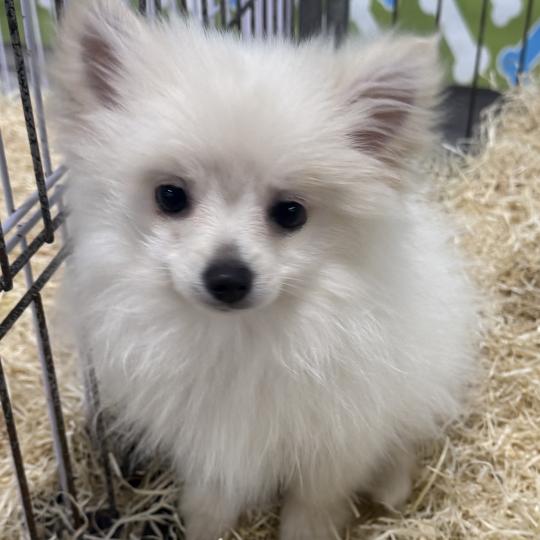 chiot Spitz allemand Blanc ASTRO spitz Domaine de la Chantelaie
