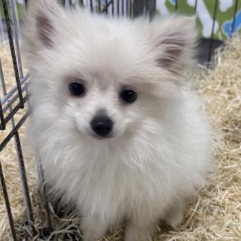 chiot Spitz allemand Blanc ASTRO spitz Domaine de la Chantelaie