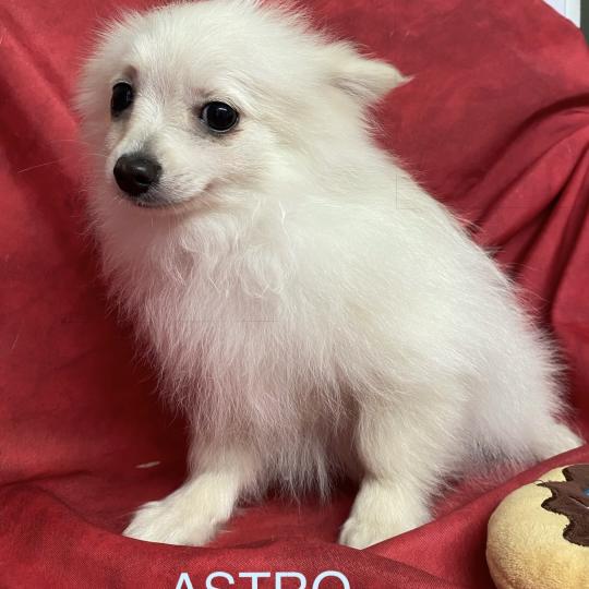 chiot Spitz allemand Blanc ASTRO spitz nain disponible Domaine de la Chantelaie
