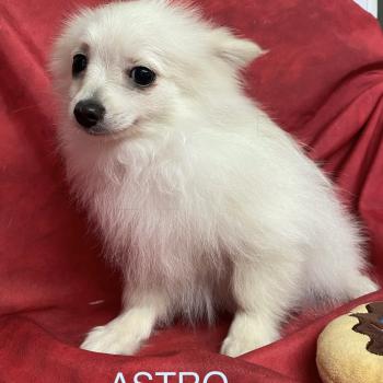chiot Spitz allemand Blanc ASTRO spitz nain disponible Domaine de la Chantelaie
