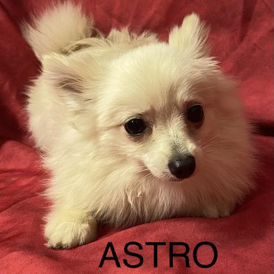 chiot Spitz allemand Blanc ASTRO spitz nain disponible Domaine de la Chantelaie