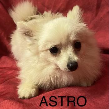 chiot Spitz allemand Blanc ASTRO spitz nain disponible Domaine de la Chantelaie