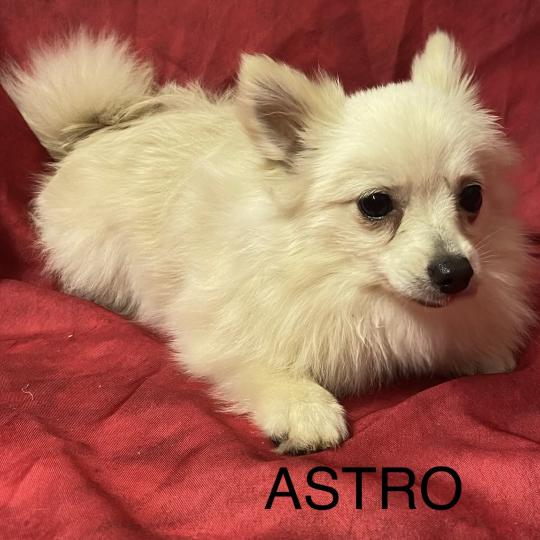 chiot Spitz allemand Blanc ASTRO spitz nain disponible Domaine de la Chantelaie