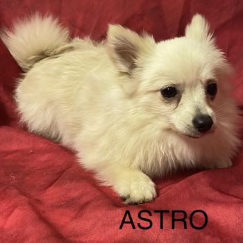 chiot Spitz allemand Blanc ASTRO spitz nain disponible Domaine de la Chantelaie