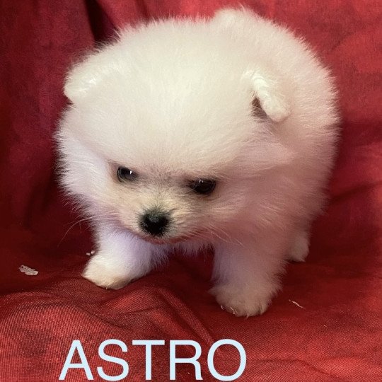 ASTRO Spitz nain poméranien à réserver Mâle Spitz allemand