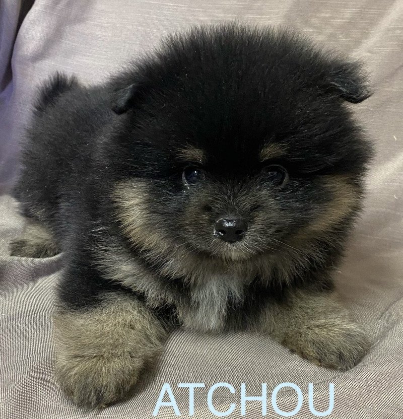 ATCHOU spitz à réserver Mâle Spitz allemand