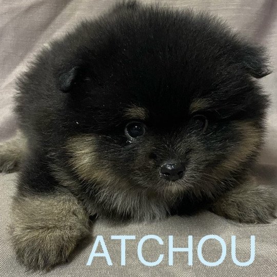 chiot Spitz allemand ATCHOU spitz à réserver Domaine de la Chantelaie