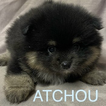 chiot Spitz allemand ATCHOU spitz à réserver Domaine de la Chantelaie