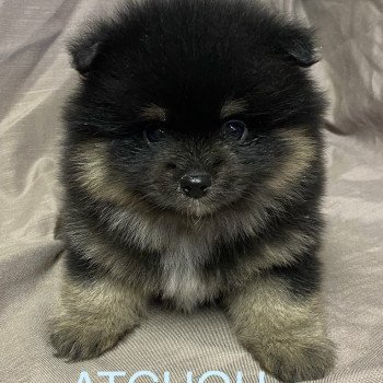 chiot Spitz allemand ATCHOU spitz à réserver Domaine de la Chantelaie