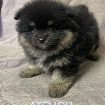 chiot Spitz allemand ATCHOU spitz à réserver Domaine de la Chantelaie